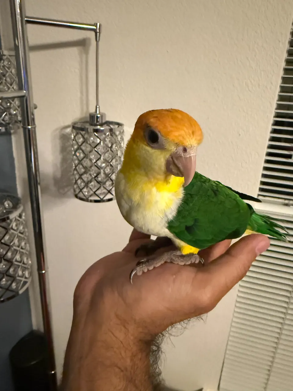 Caique