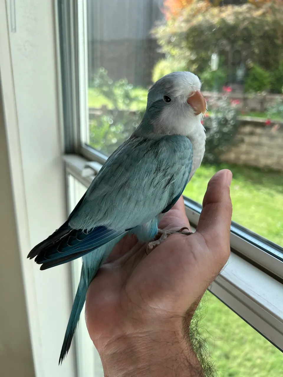 Quaker Parrot